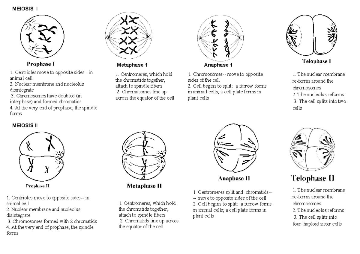 Meiosis mindmap term 3 - Centrioles move to opposite sides- in animal ...