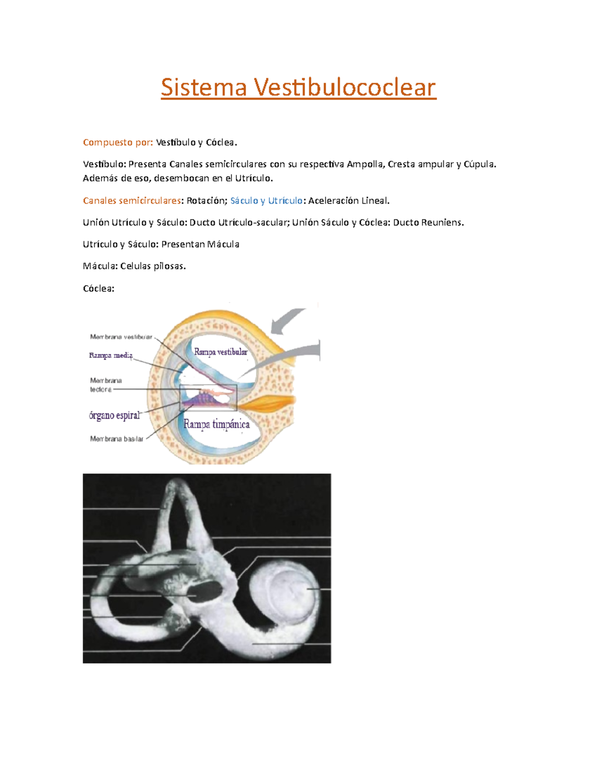 Vestibulococlear - Sistema Vestibulococlear Compuesto Por: Vestíbulo Y ...