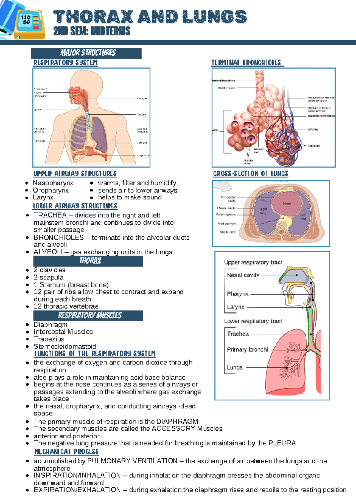 Thorax AND Lungs - Major structures Thorax THORAX AND LUNGS THORAX AND ...