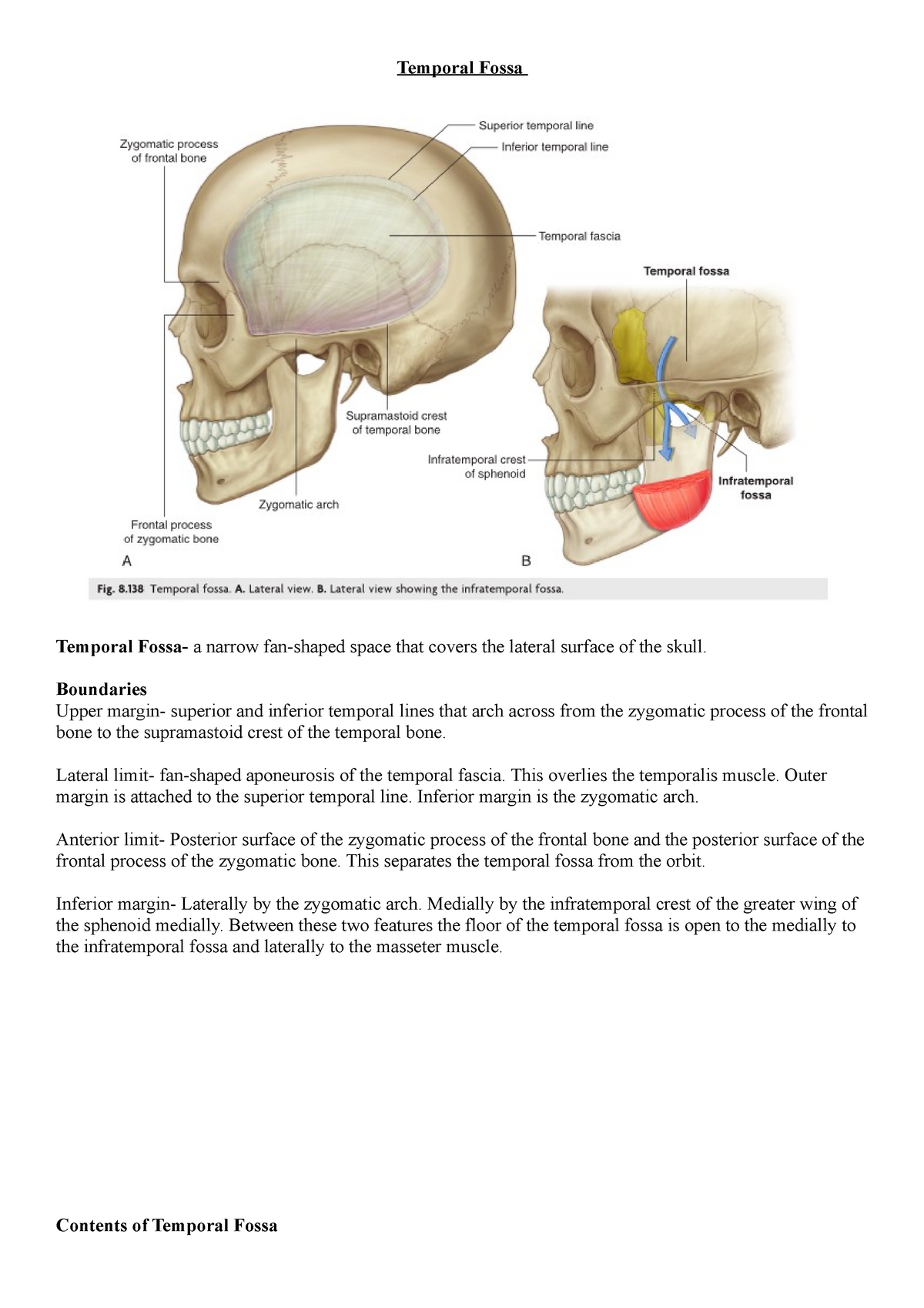 temporal fossa and infratemporal fossa
