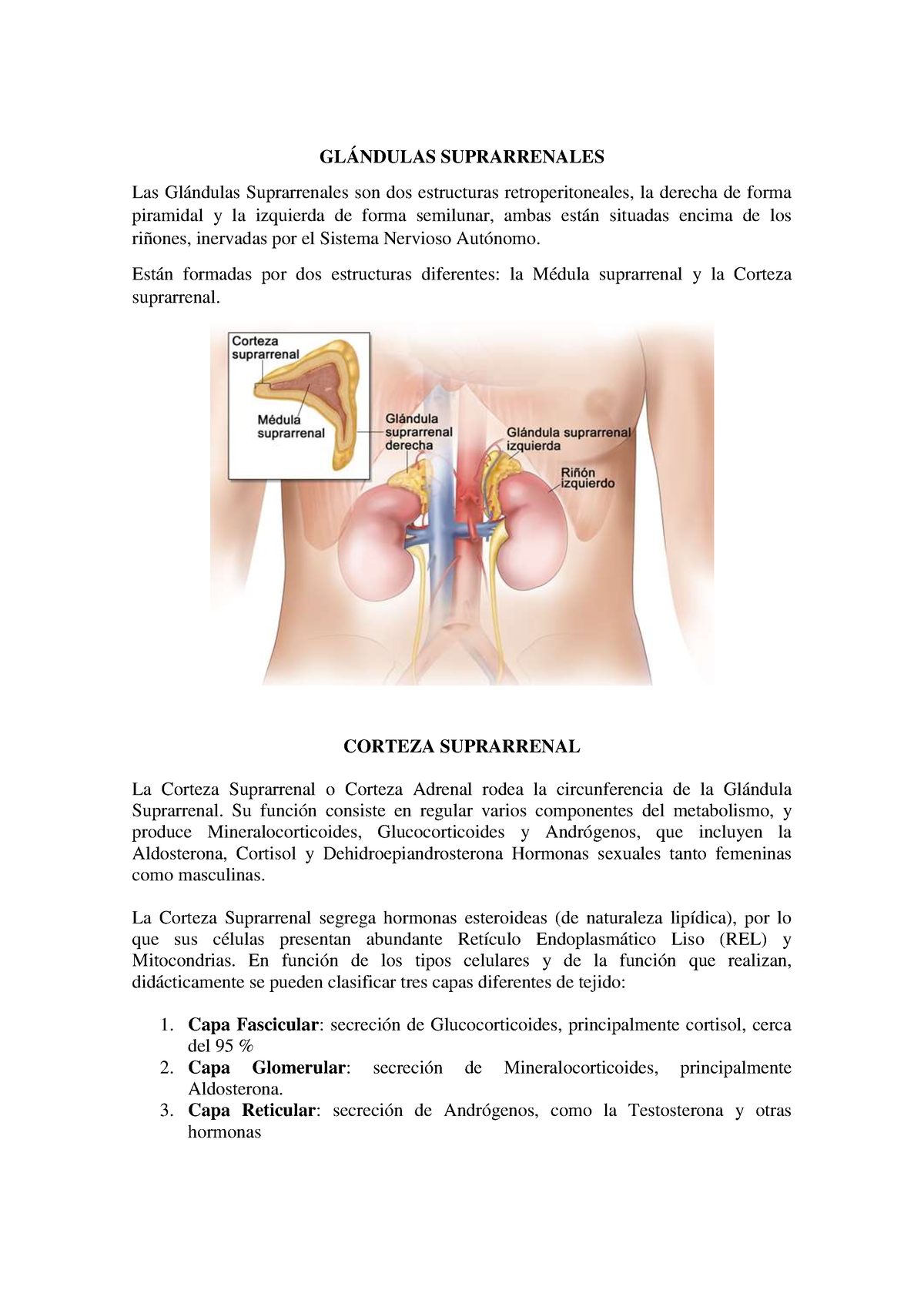 capas de glándulas suprarrenales y hormonas