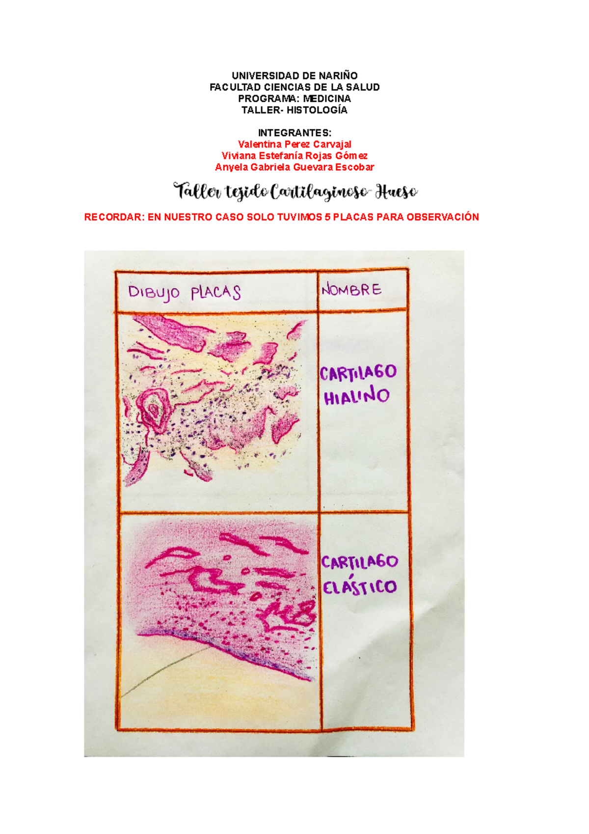 Taller Cartilago Y Hueso - UNIVERSIDAD DE NARIÑO FACULTAD CIENCIAS DE ...