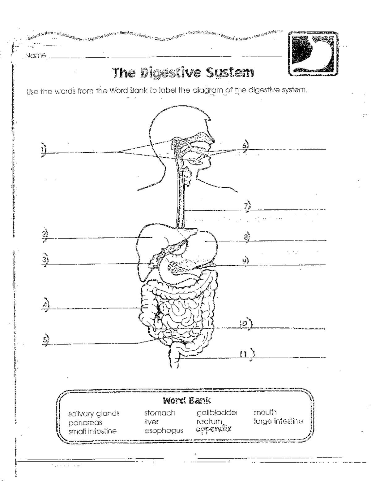 Digestive System Packet Answers