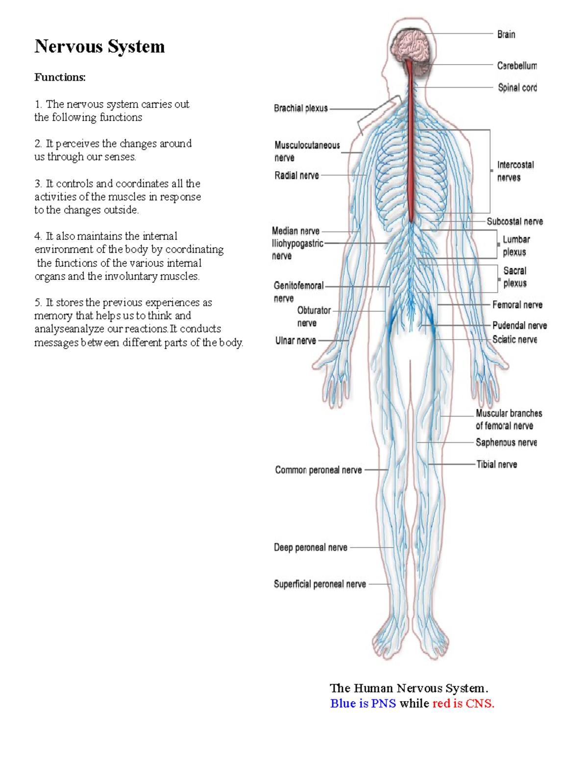 23874867-nervous-system - Nervous System Functions: The Nervous System 