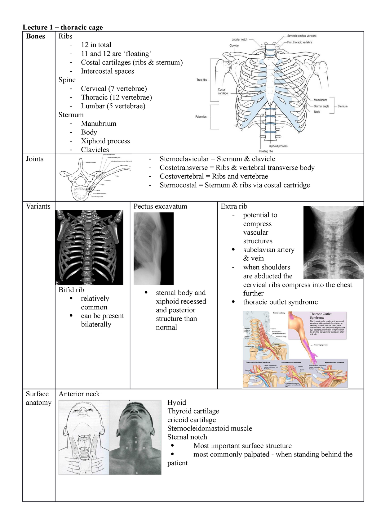 Notes Lecture Thoracic Cage Bones Ribs In Total And Are Floating