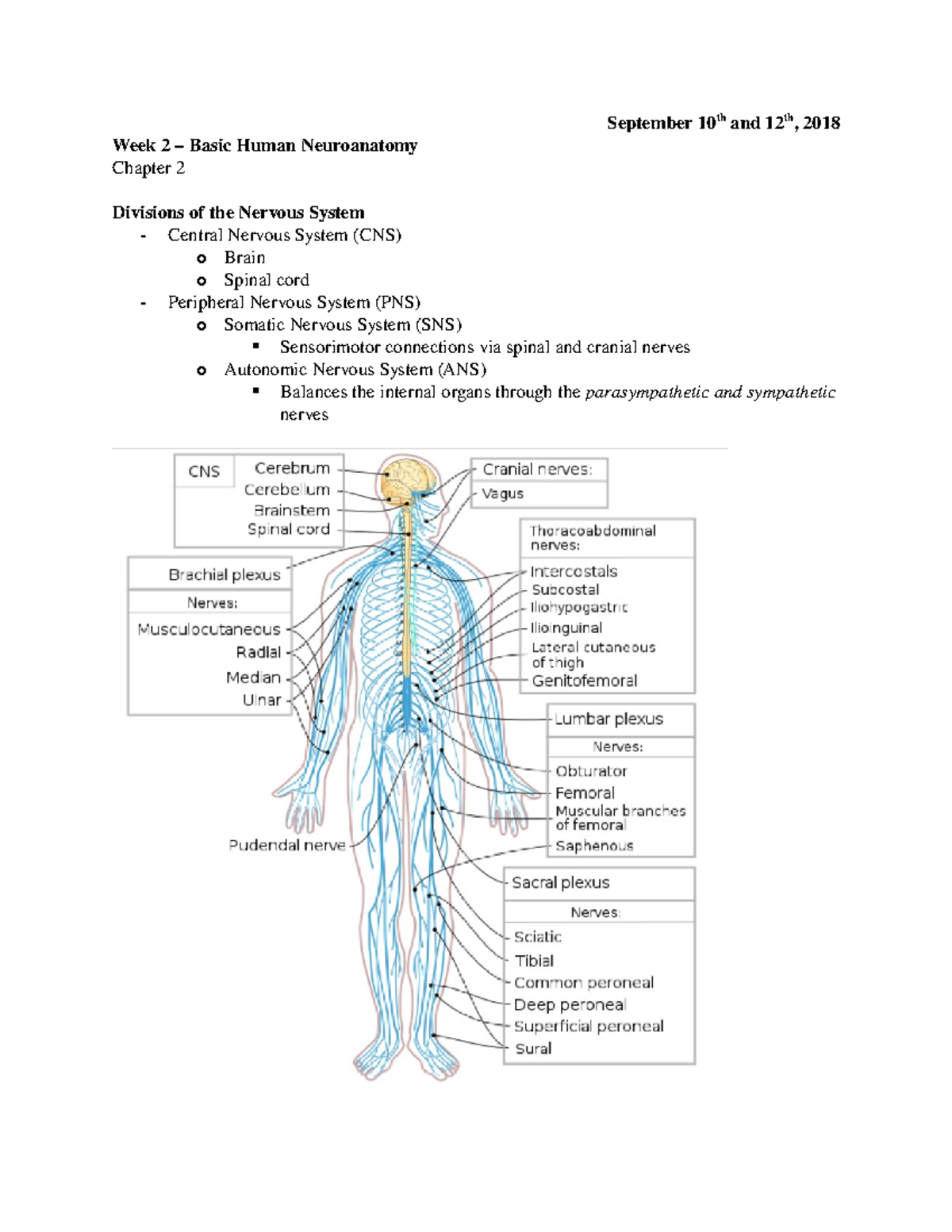 Week 2 - Basic Human Neuroanatomy - O According To Neurosurgery ...