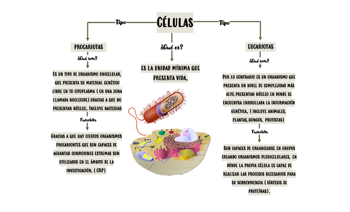 Mapas Conceptuales Acerca del Los Aparatos, Sistemas, Tipo de Células y  Organos del Cuerpo - Studocu