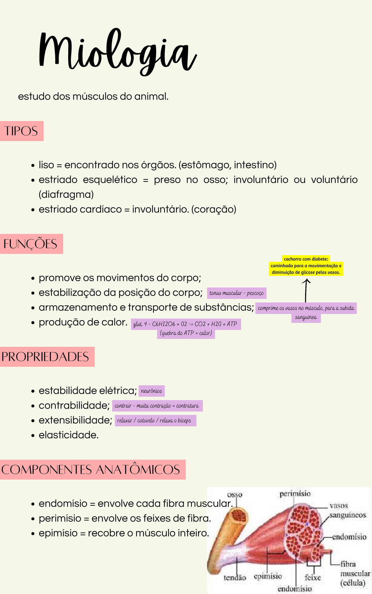 3 Miologia A - promove os movimentos do corpo; estabilização da posição ...