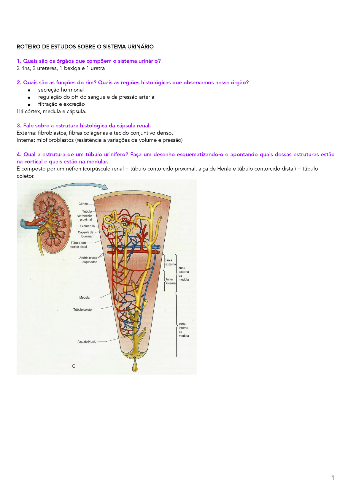 Resumo de Histologia do º Bimestre ROTEIRO DE ESTUDOS SOBRE O SISTEMA URINÁRIO Quais são os