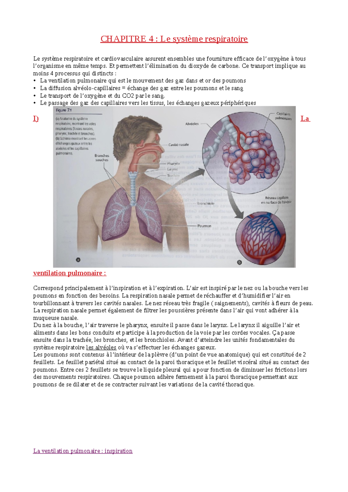 L1 Staps - CM Physiologie - Le Système Respiratoire - CHAPITRE 4 : Le ...