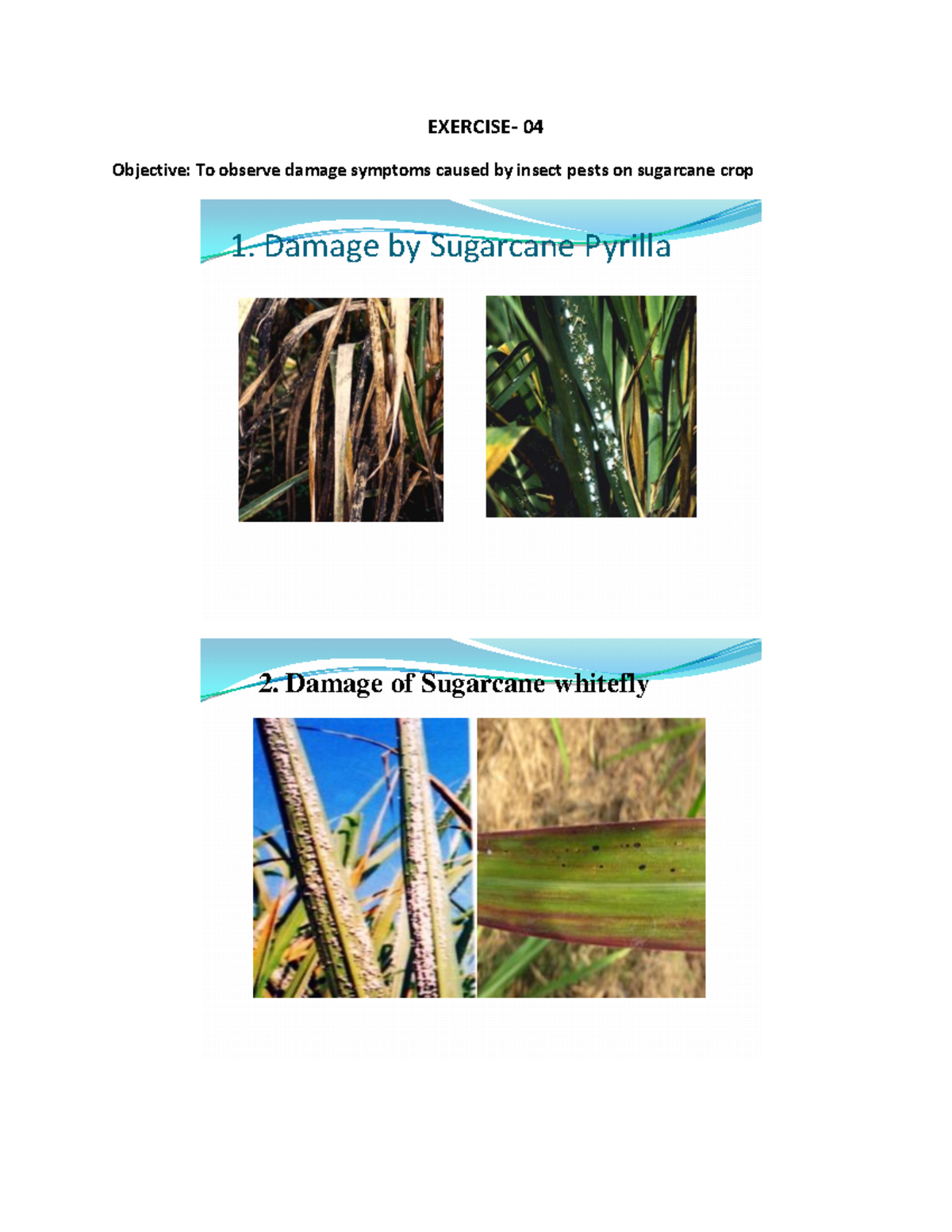 damage caused by insect pest of sugarcane crop Agricultural