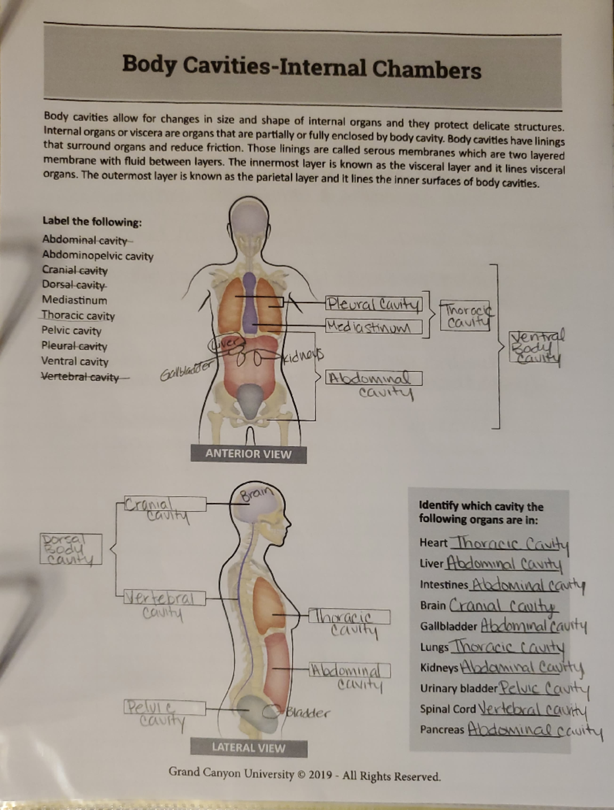 Body Cavities Body Cavities Internal Chambers Body Cavities Allow For 