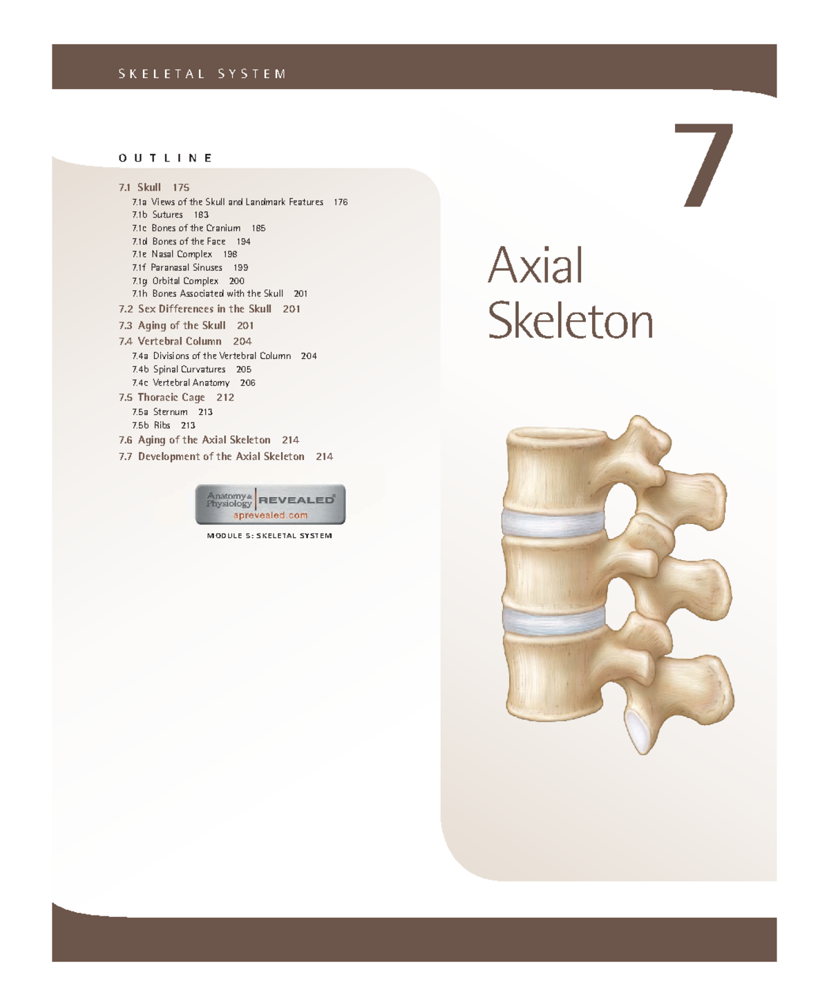 7. Axial Skeleton - Without a bony skeleton, we would collapse into a ...