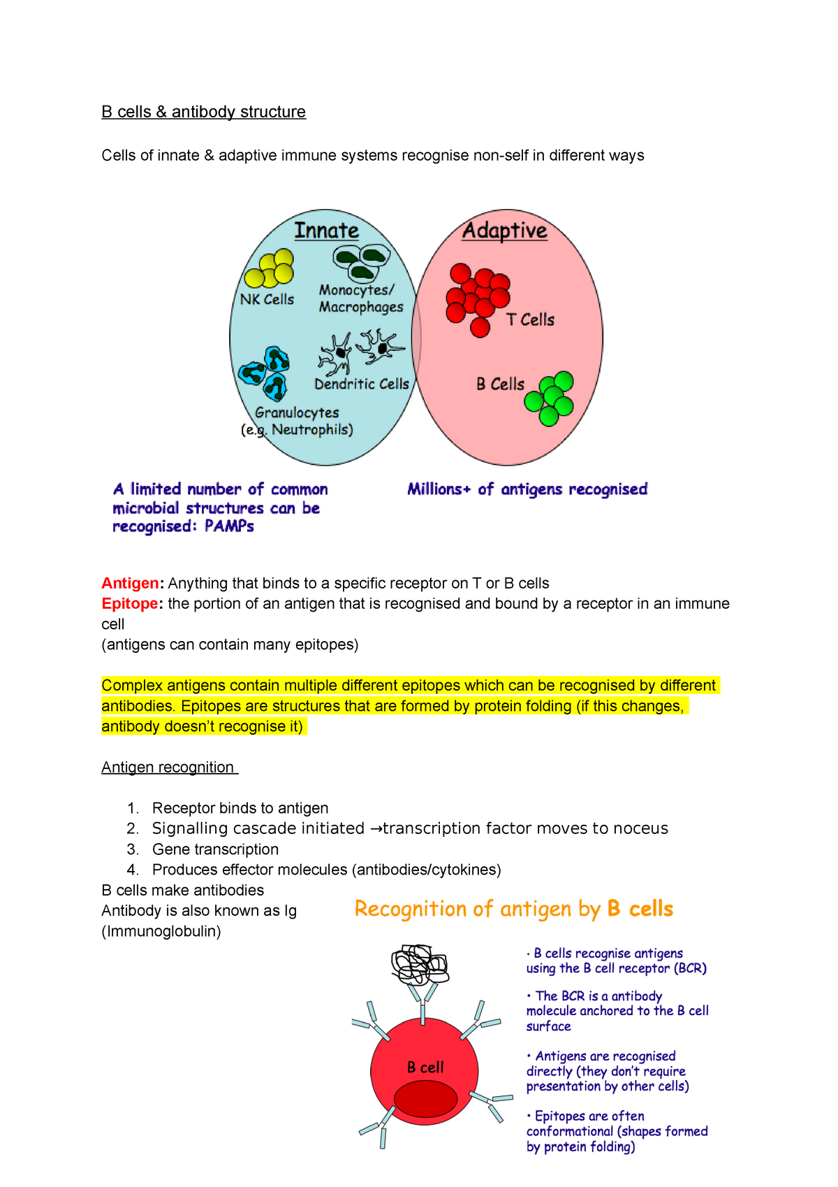 Immunology - Lecture 3 (B Cells Antibody Structure) - B Cells ...