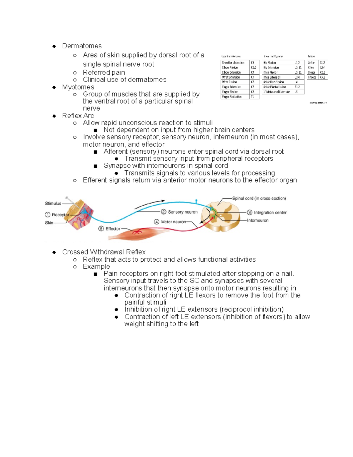 Dermatomes, myotomes, and reflexes - Dermatomes Area of skin supplied ...