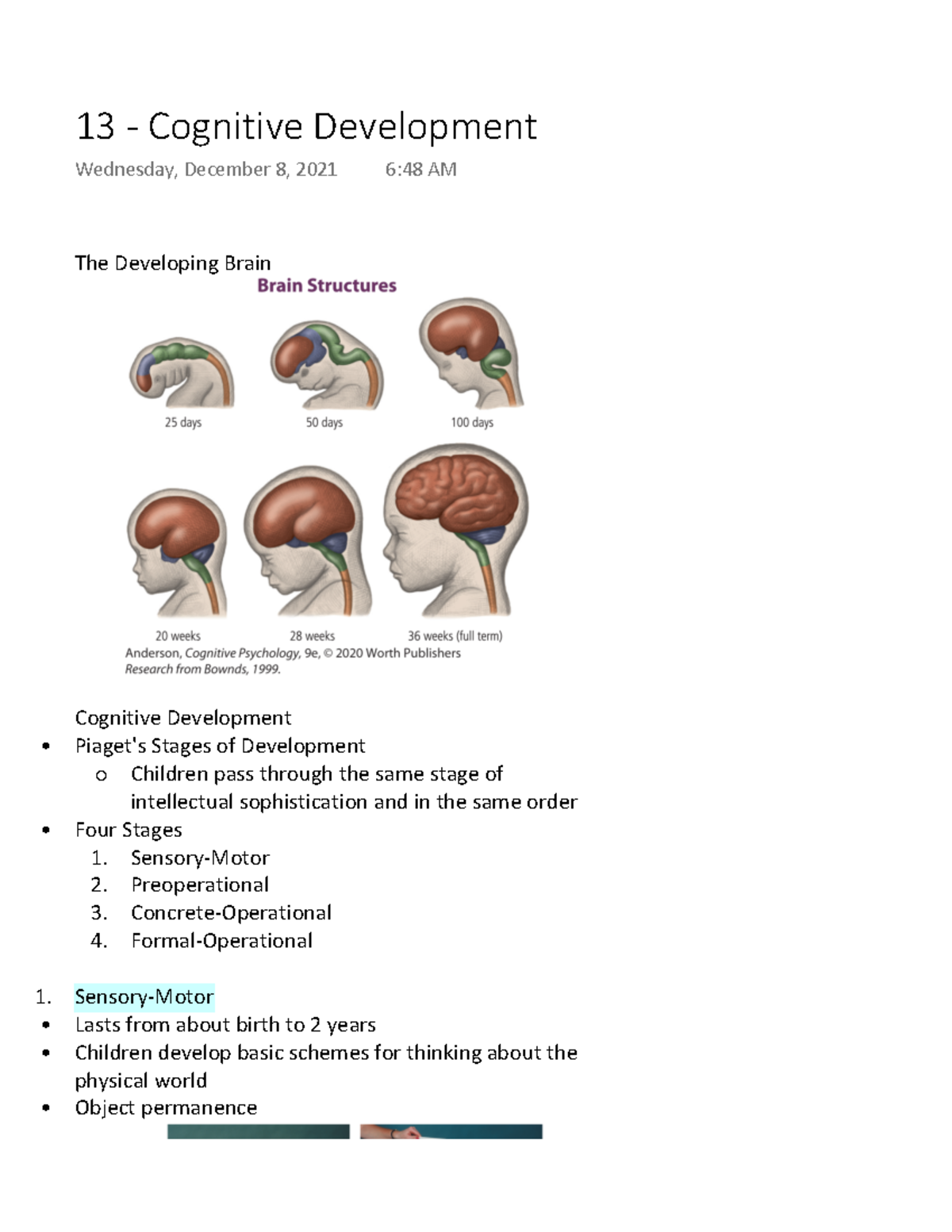 13 - Cognitive Development - The Developing Brain Cognitive Development ...