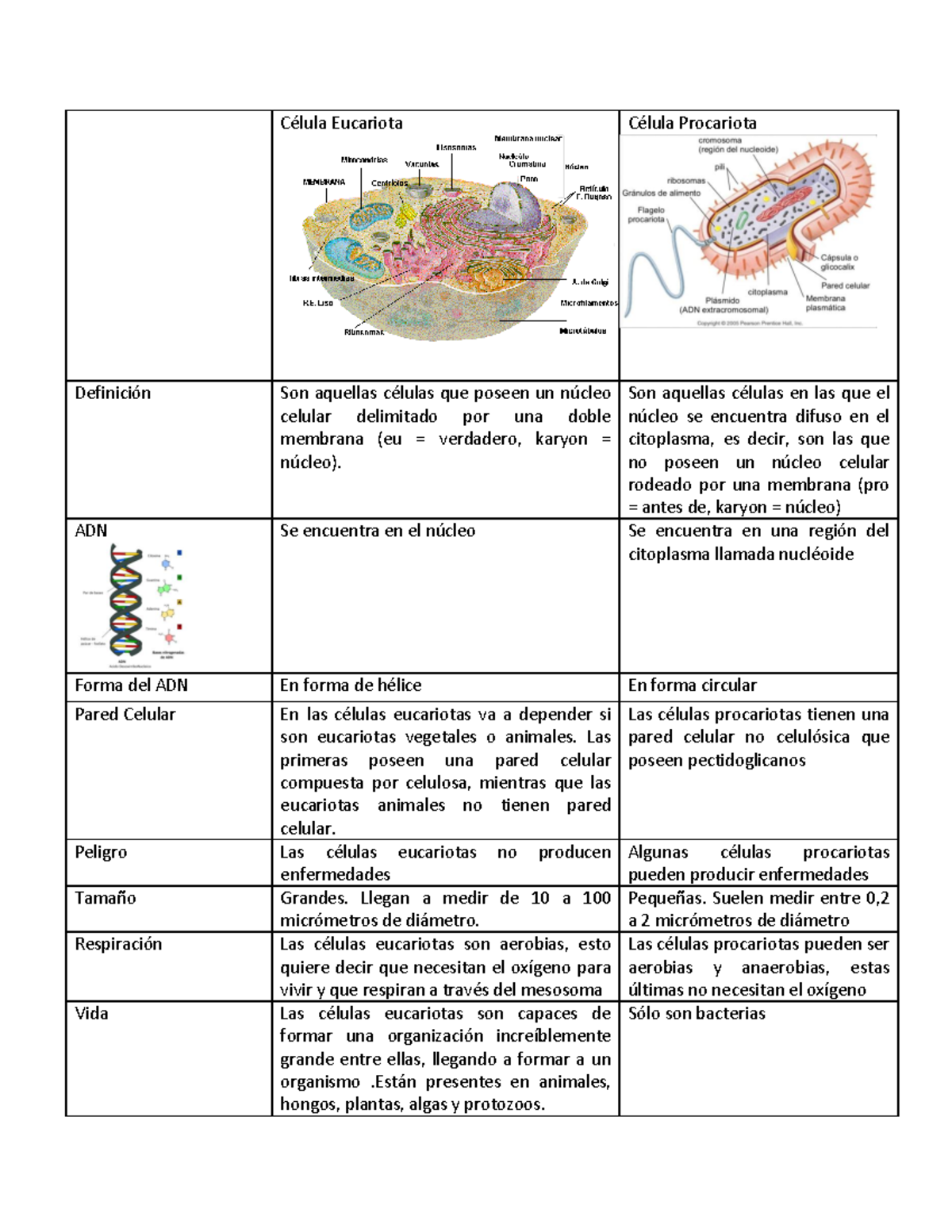 Cuadro Comparativo De Celulas Eucariotas Y Procariotas - Célula ...