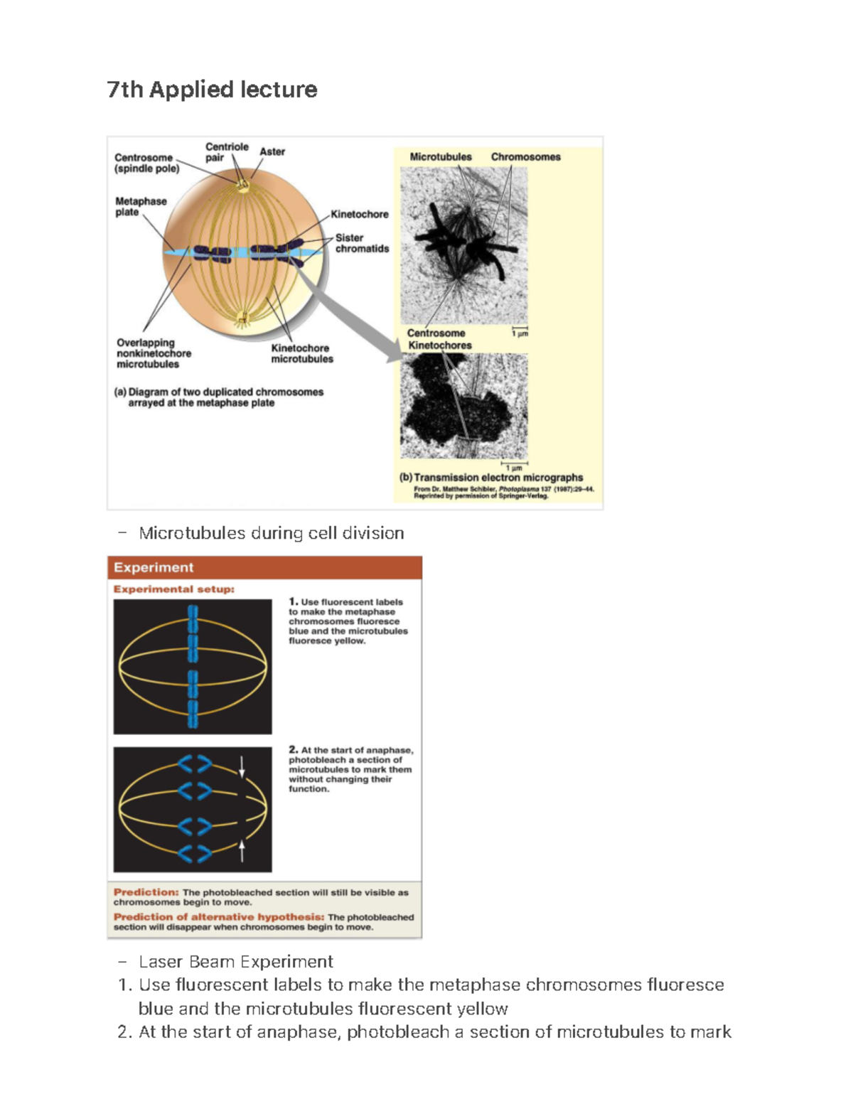7th Applied lecture - notes - 7th Applied lecture Microtubules during ...
