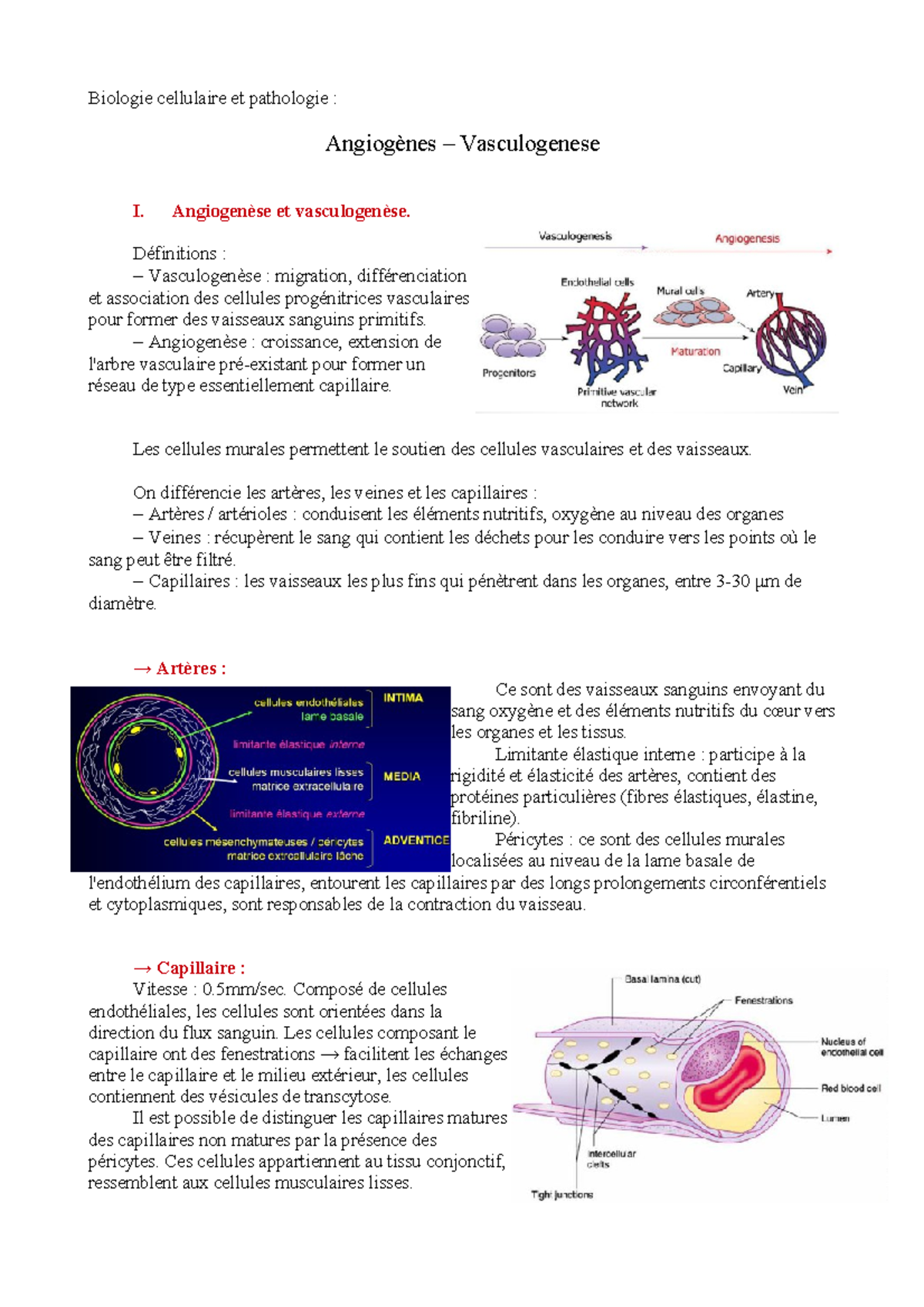 3. Angiogenese - Vascularisation - Biologie cellulaire et pathologie ...