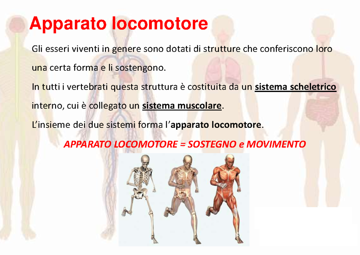 scienze motoria - Apparato locomotore 1 Gli esseri viventi in genere
