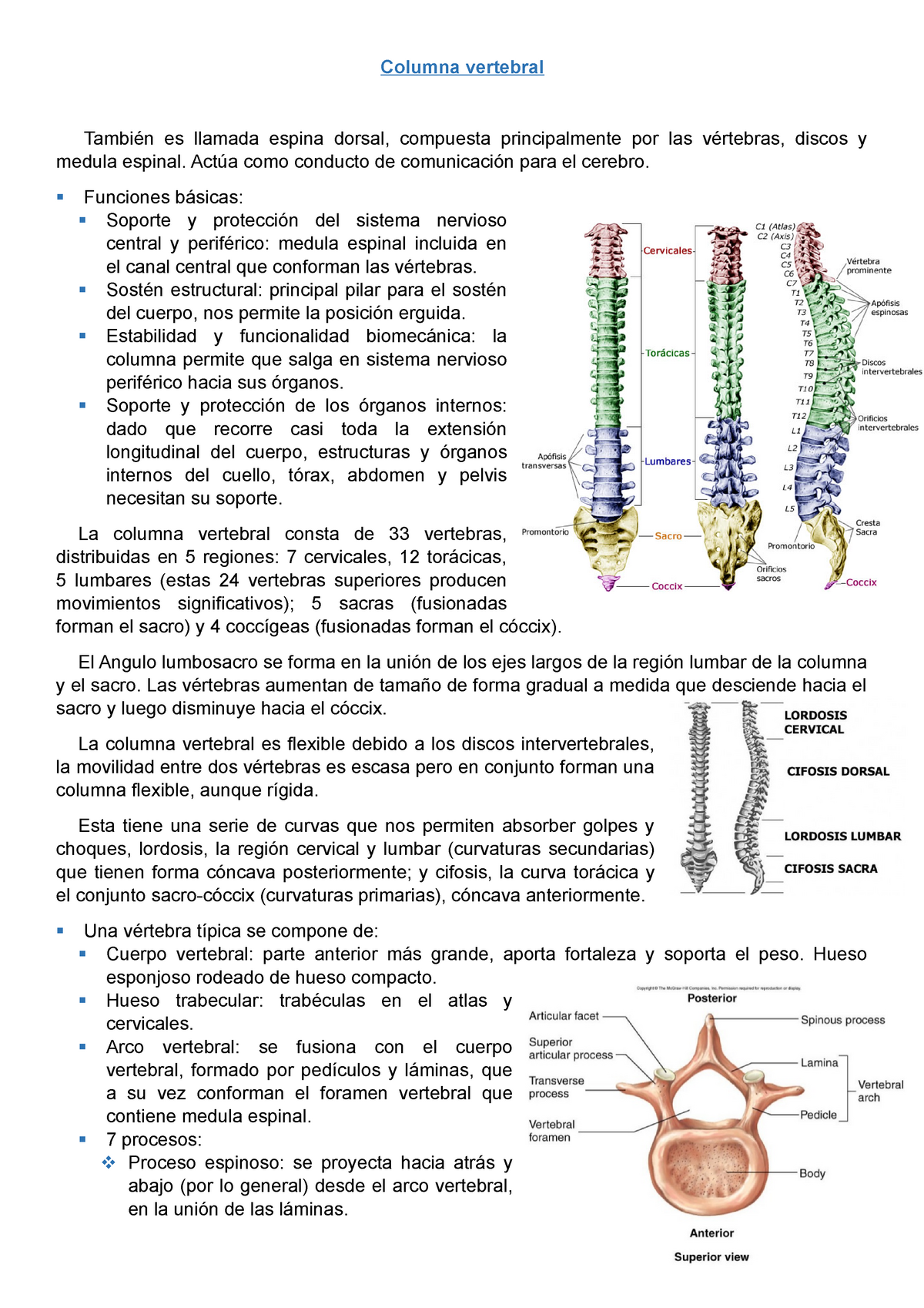 Columna Vertebral Columna Vertebral Es Llamada Espina Dorsal Compuesta Principalmente Por