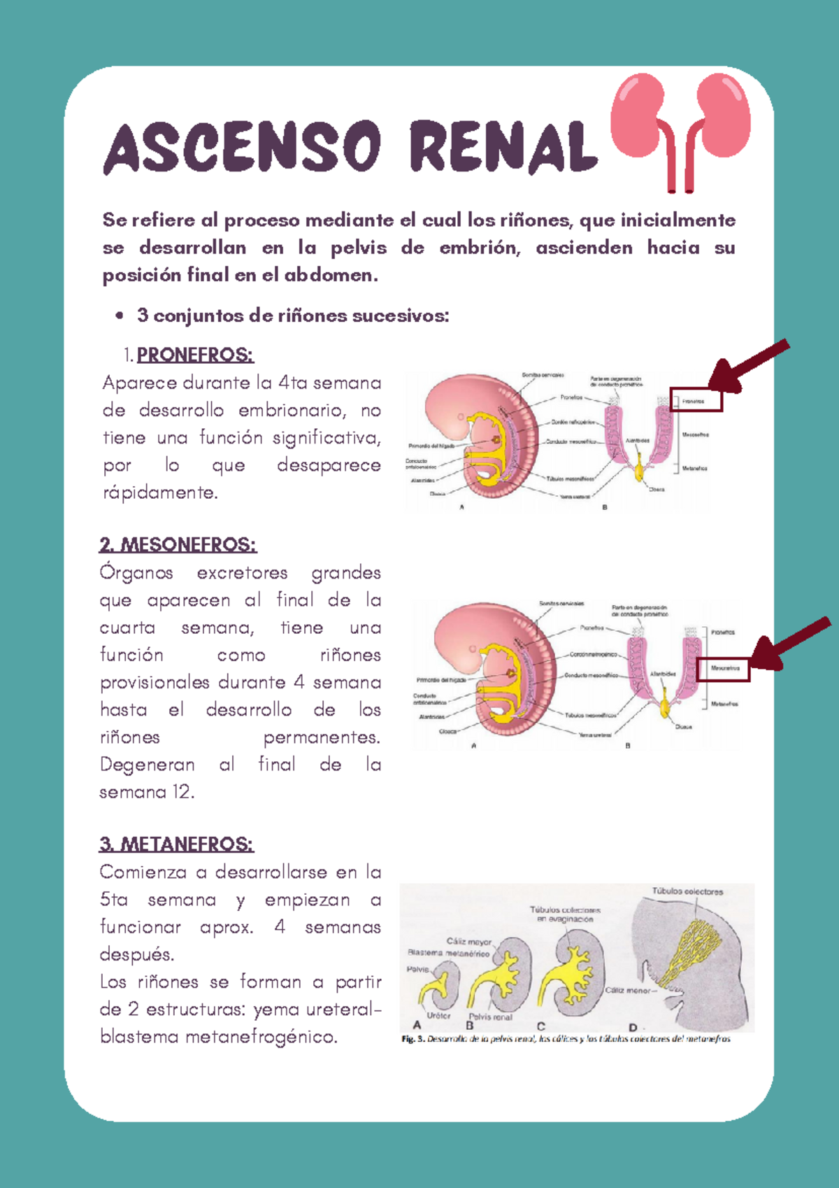 Infografia 06 Embriologia - ASCENSO RENAL Se refiere al proceso ...