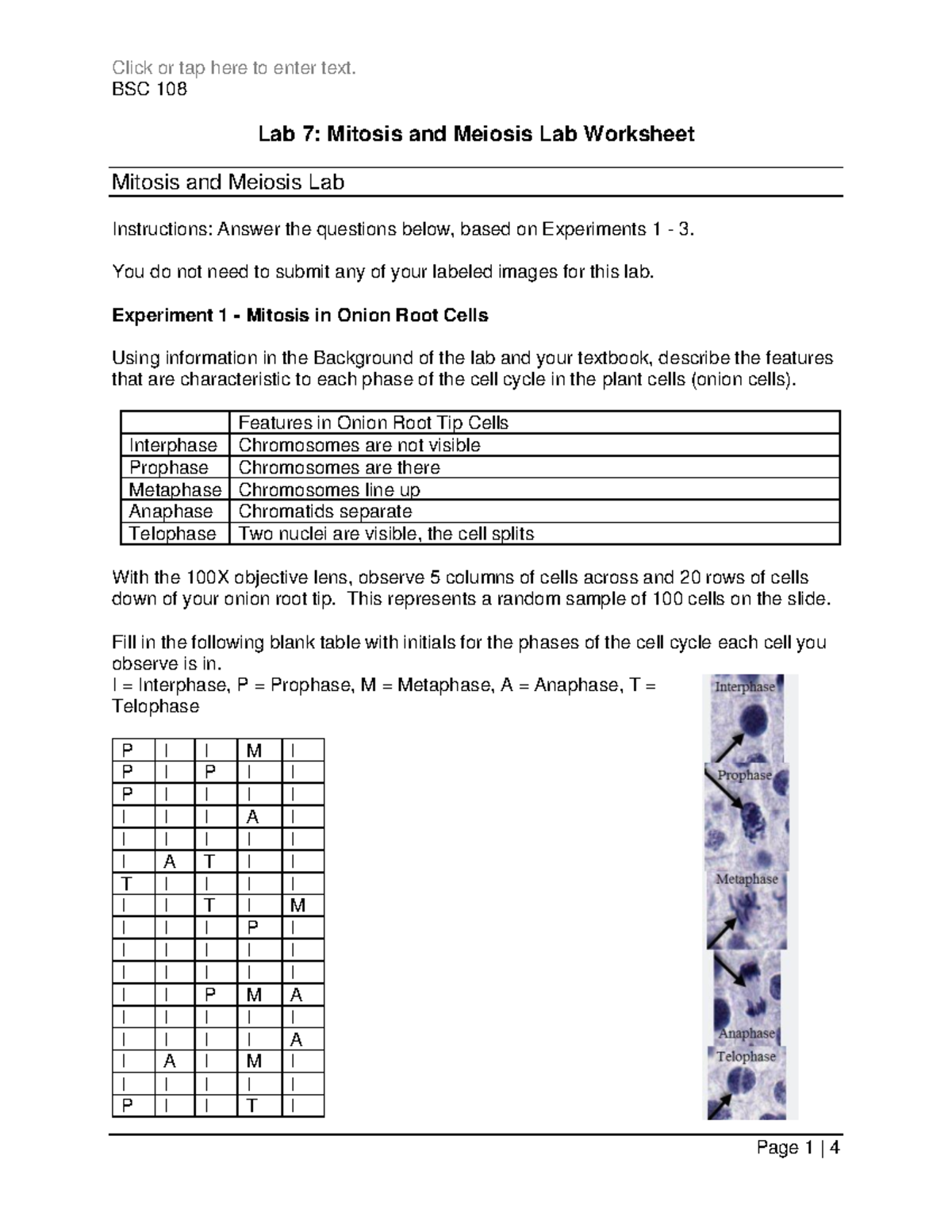 BSC 108 Lab 7 Mitosis and Meiosis Lab Worksheet Studocu