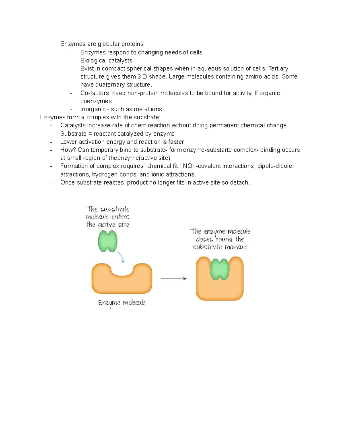 Option B Biochemistry B.2 Proteins And Enzymes Pg 468-477 - Enzymes Are ...