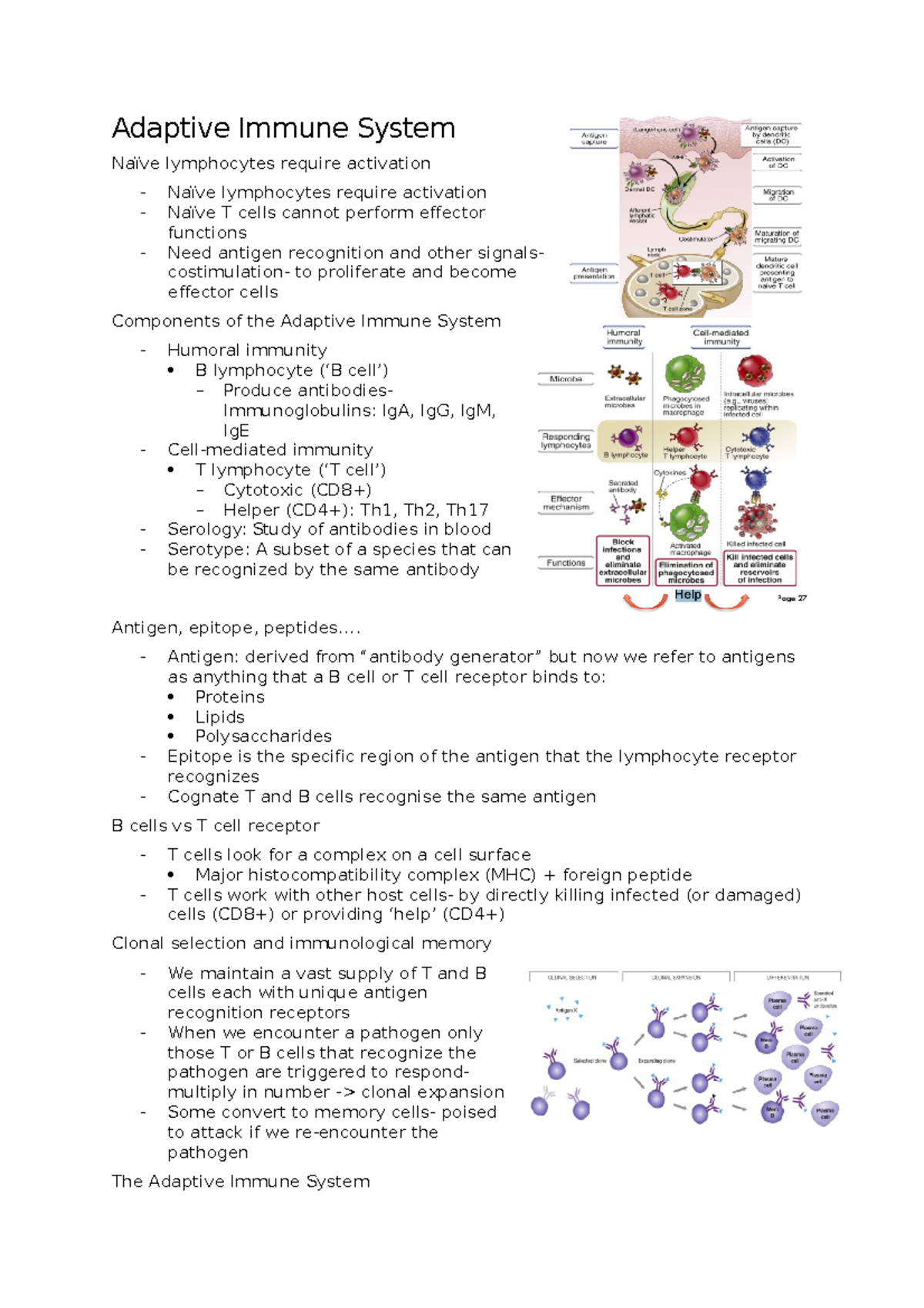 Adaptive Immune System - ... - Antigen: derived from “antibody ...