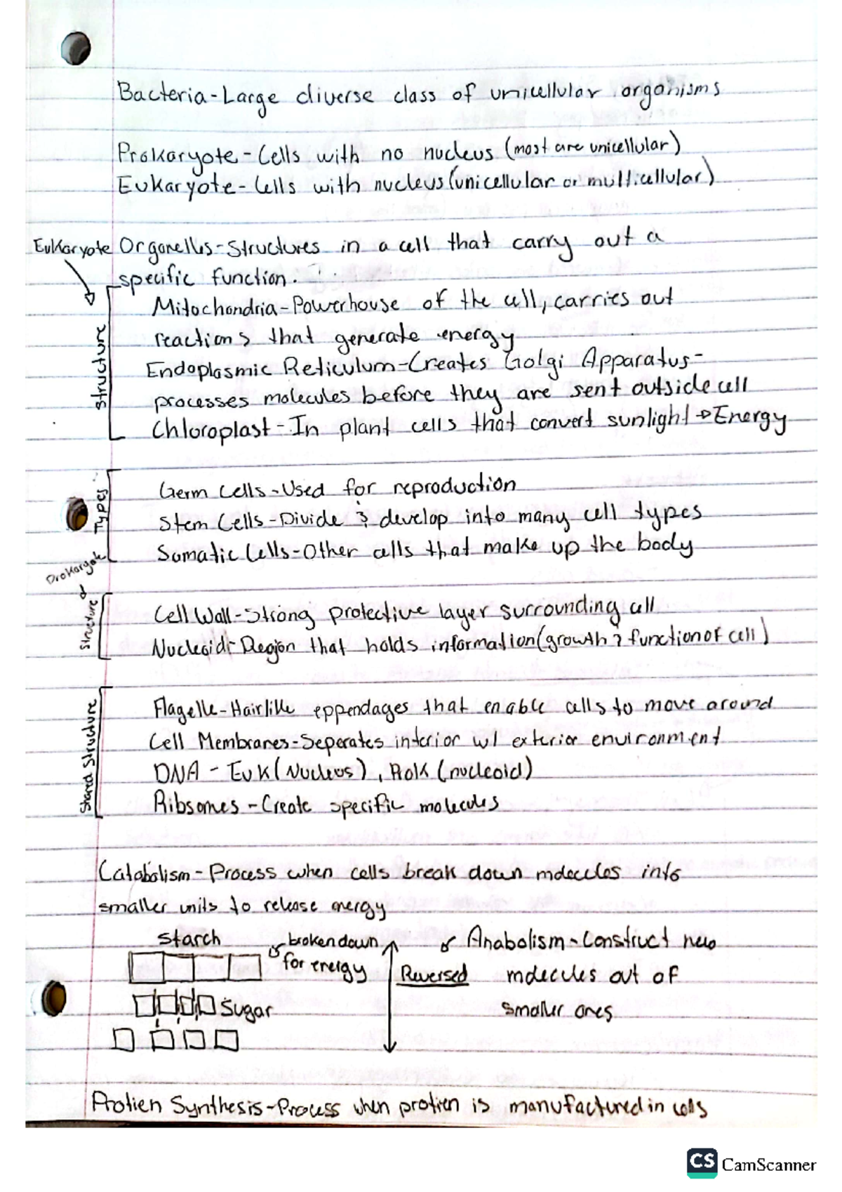 Cell Make-Up - Notes on the contents of a cell. 3 cell types in the ...