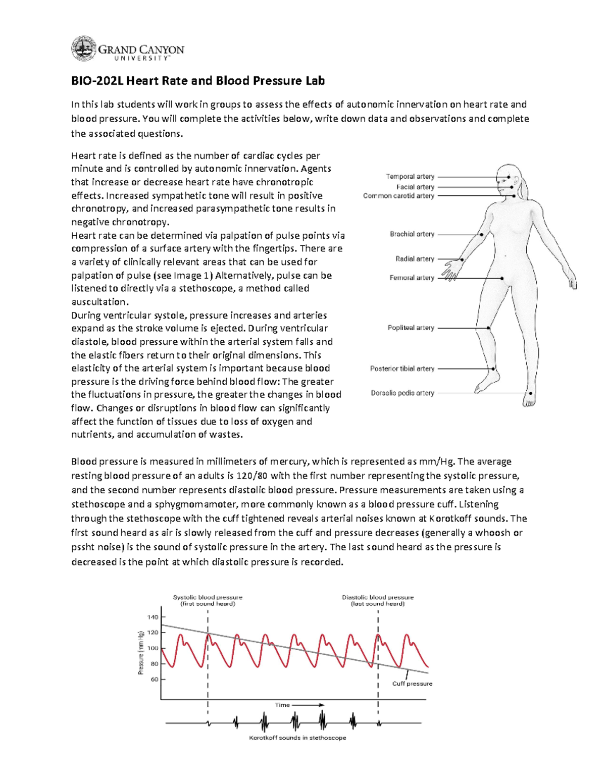 Bio-202L- Activity 2 - BIO-202L Heart Rate And Blood Pressure Lab In ...