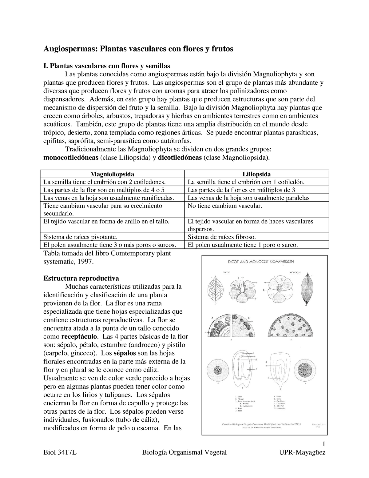 Angiospermas-1 - te ayudara - 1 Angiospermas: Plantas vasculares con ...