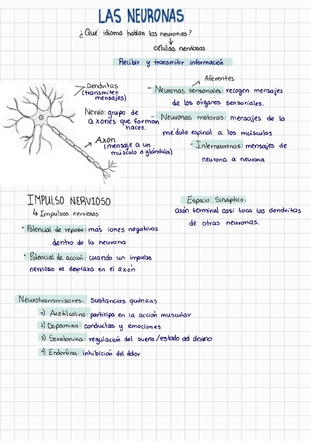 Repaso sobre las neuronas - LAS NEURONAS c Que idioma hablan las ...