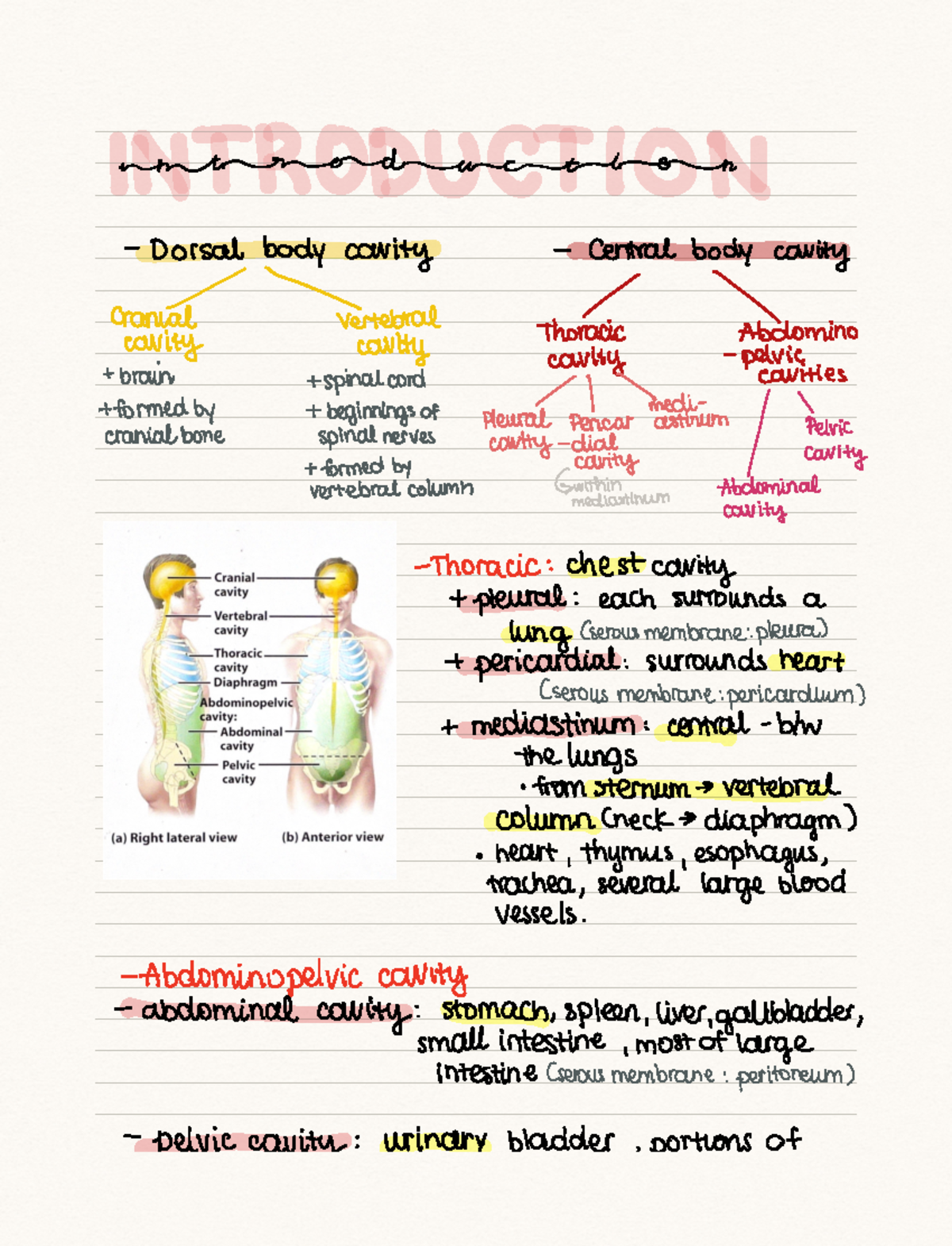 Anatomy Body Systems Study Guide - 2300 - Studocu