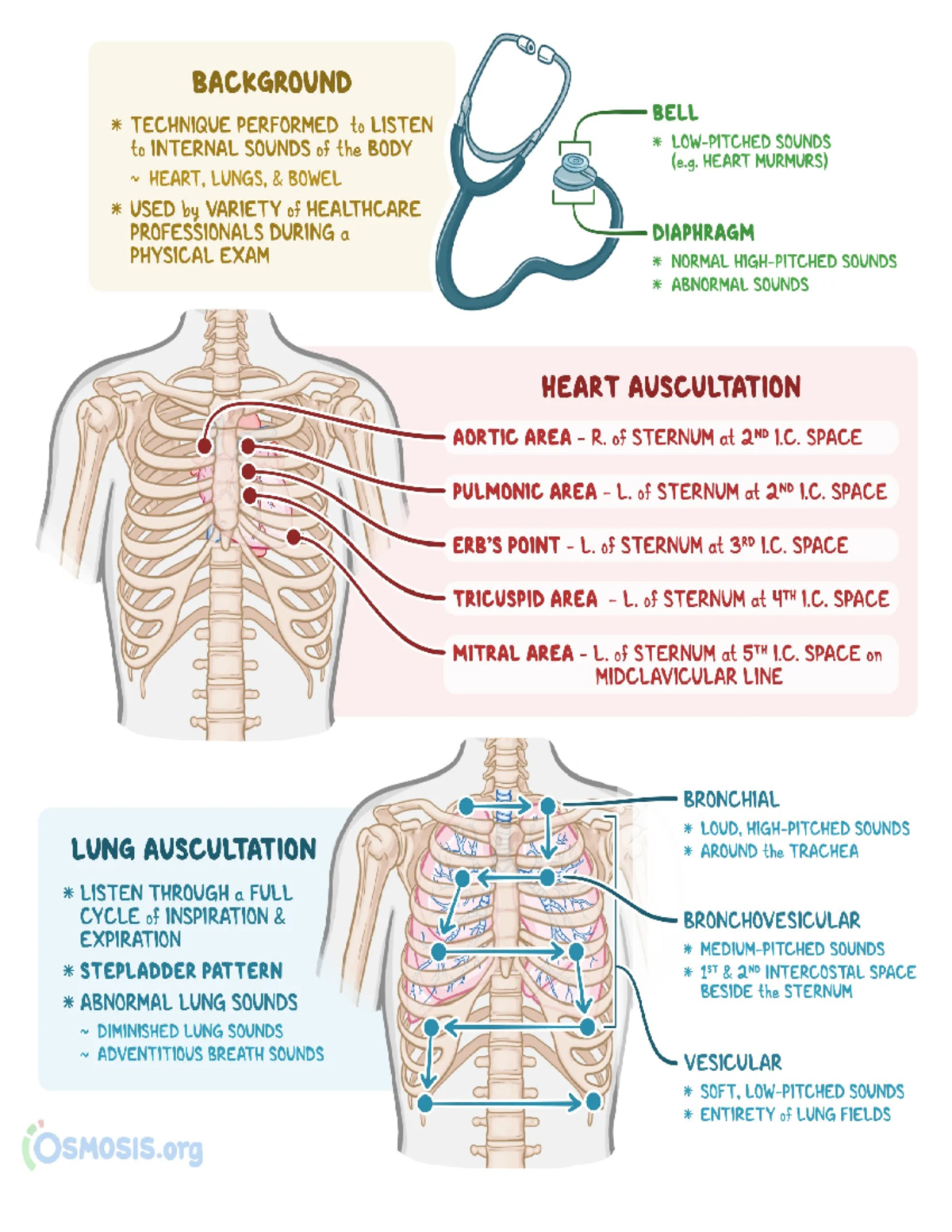 Cardiac & Lung Assessmment - BACKGROUND TECHNIQUE PERFORMED to LISTEN ...