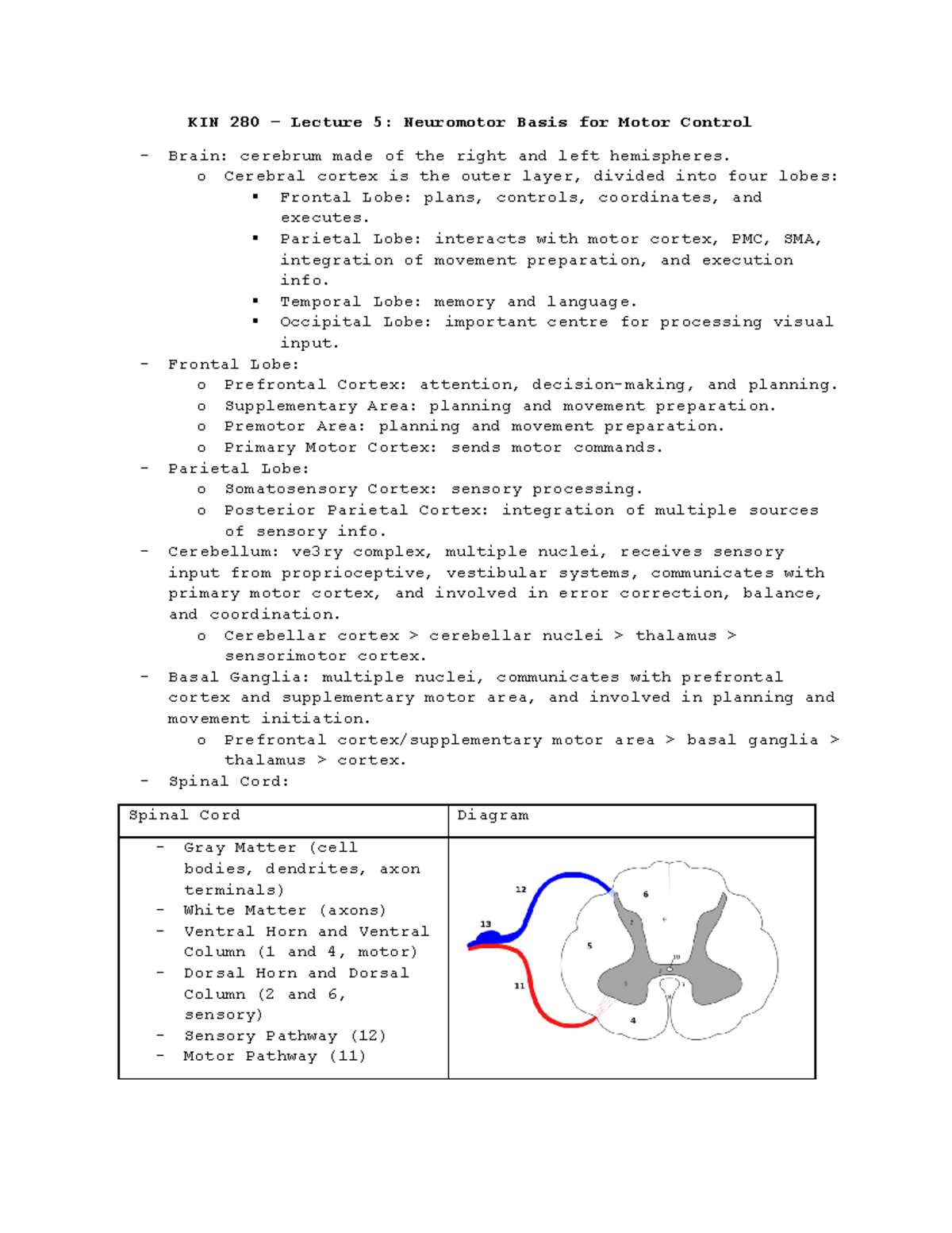 Lecture 5 - Neuromotor Basis for Motor Control - KIN 280 – Lecture 5 ...