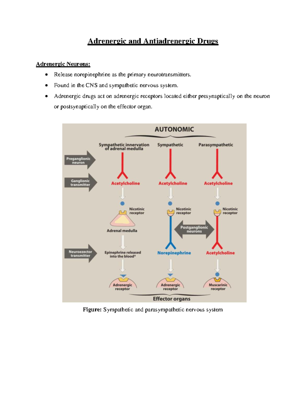 Adrenergic And Antiadrenergic Drugs - Adrenergic And Antiadrenergic ...