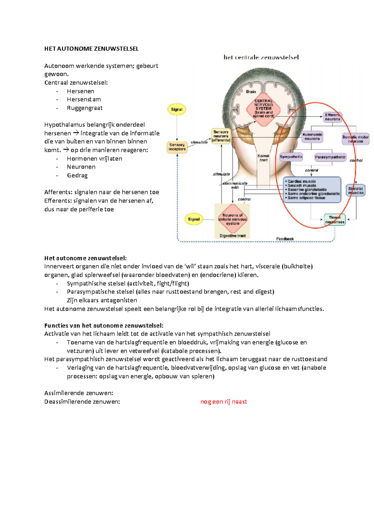 Samenvatting (over Het Autonome Zenuwstelsel) - HET AUTONOME ...