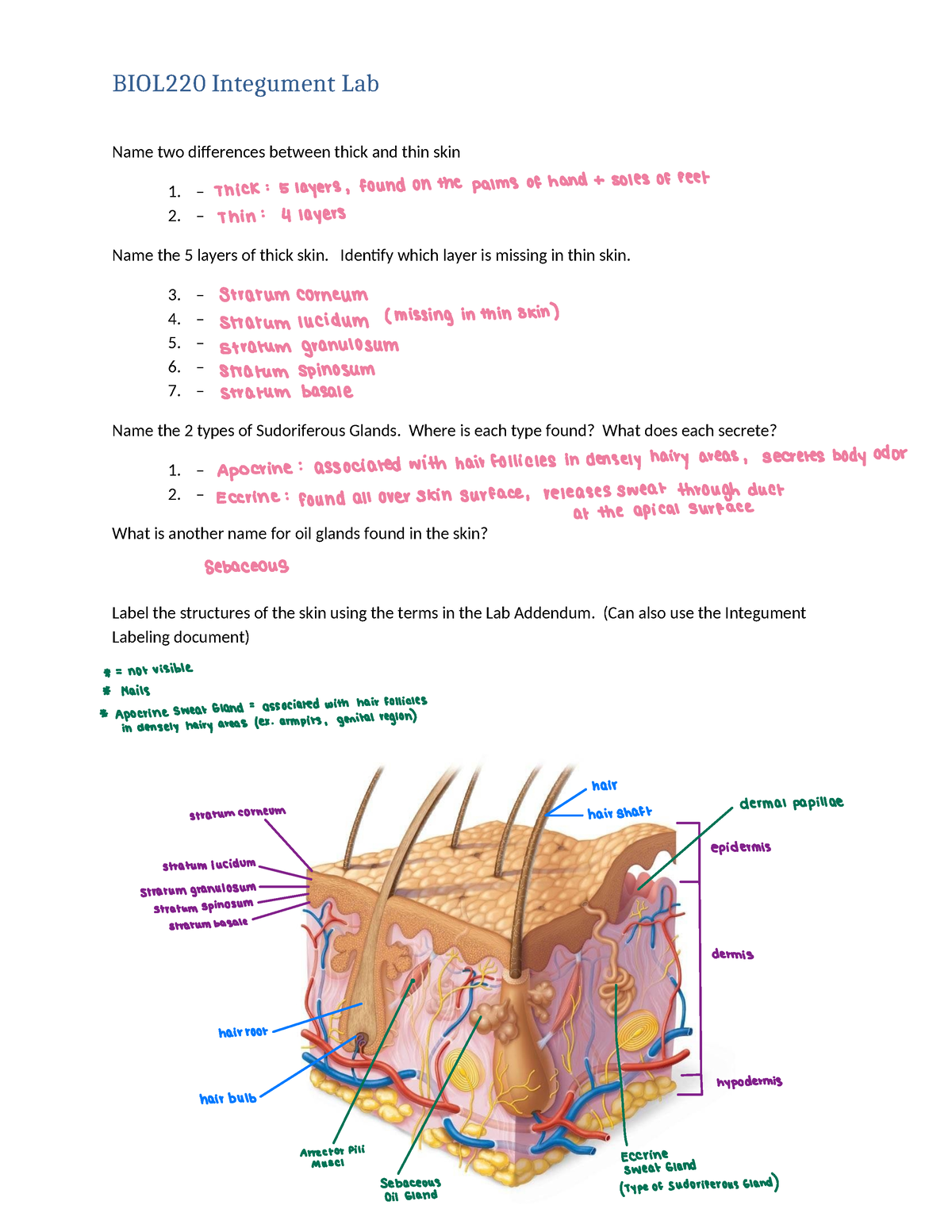 Integumentary System Lab - BIOL220 Integument Lab Name two di+erences ...