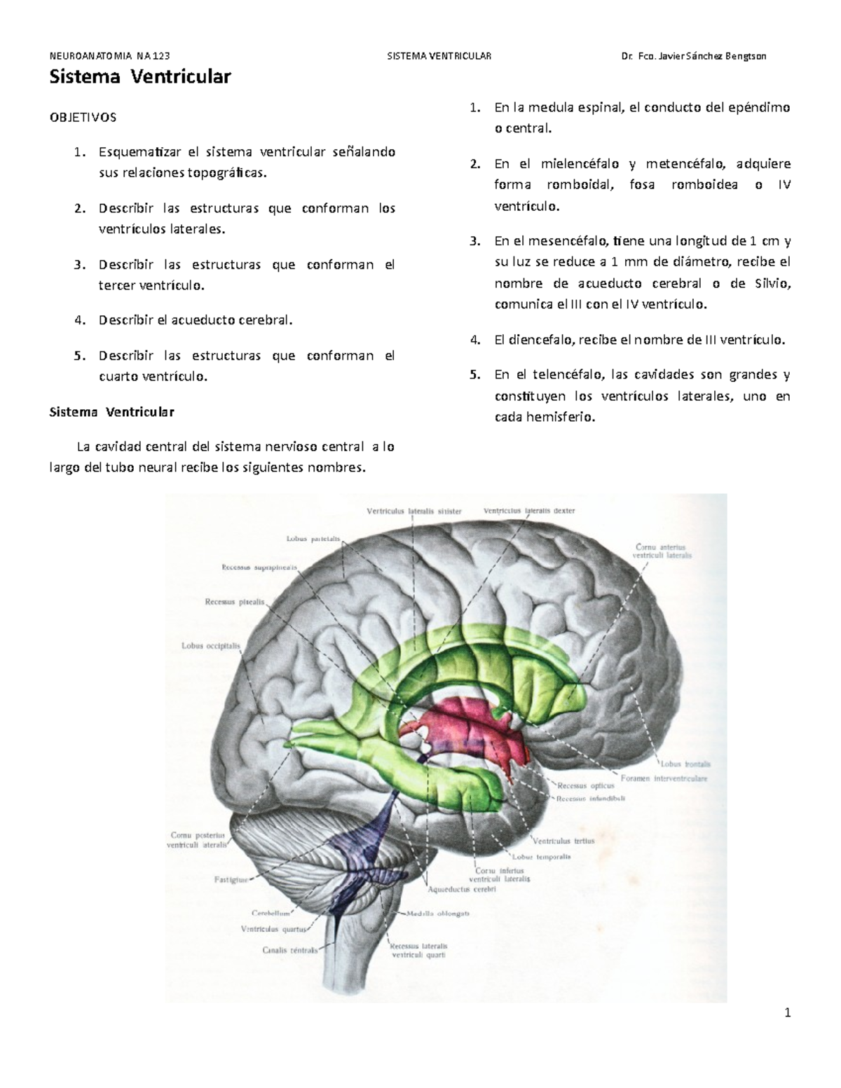 Ventrículos del cerebro agrandados en adultos