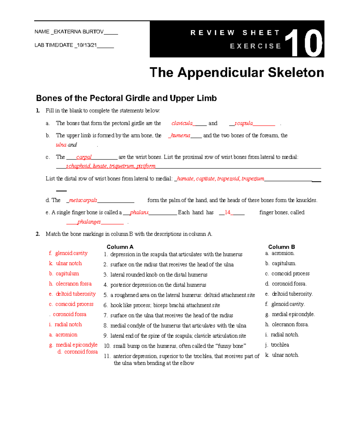 Exercise 10 The Appendicular Skeleton NAME EKATERNA BURTOV LAB