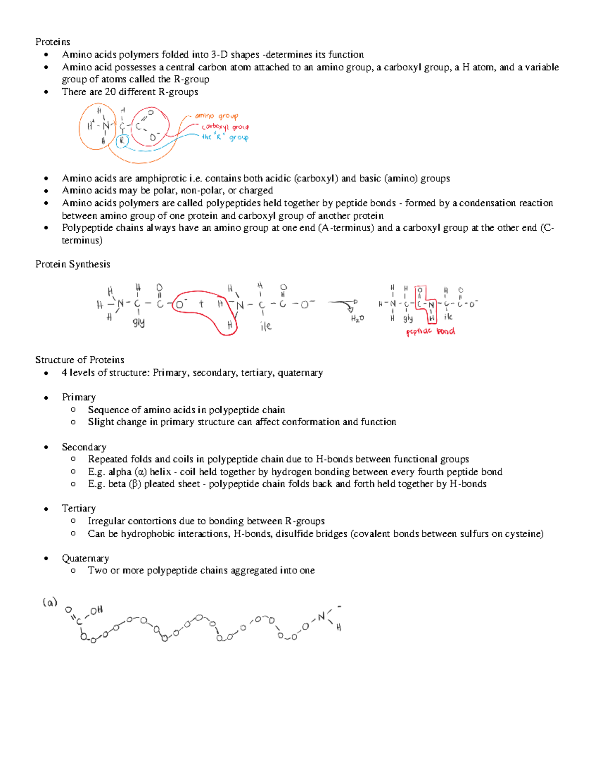 1.5 Proteins and Nucleic Acids Proteins Amino acids polymers folded