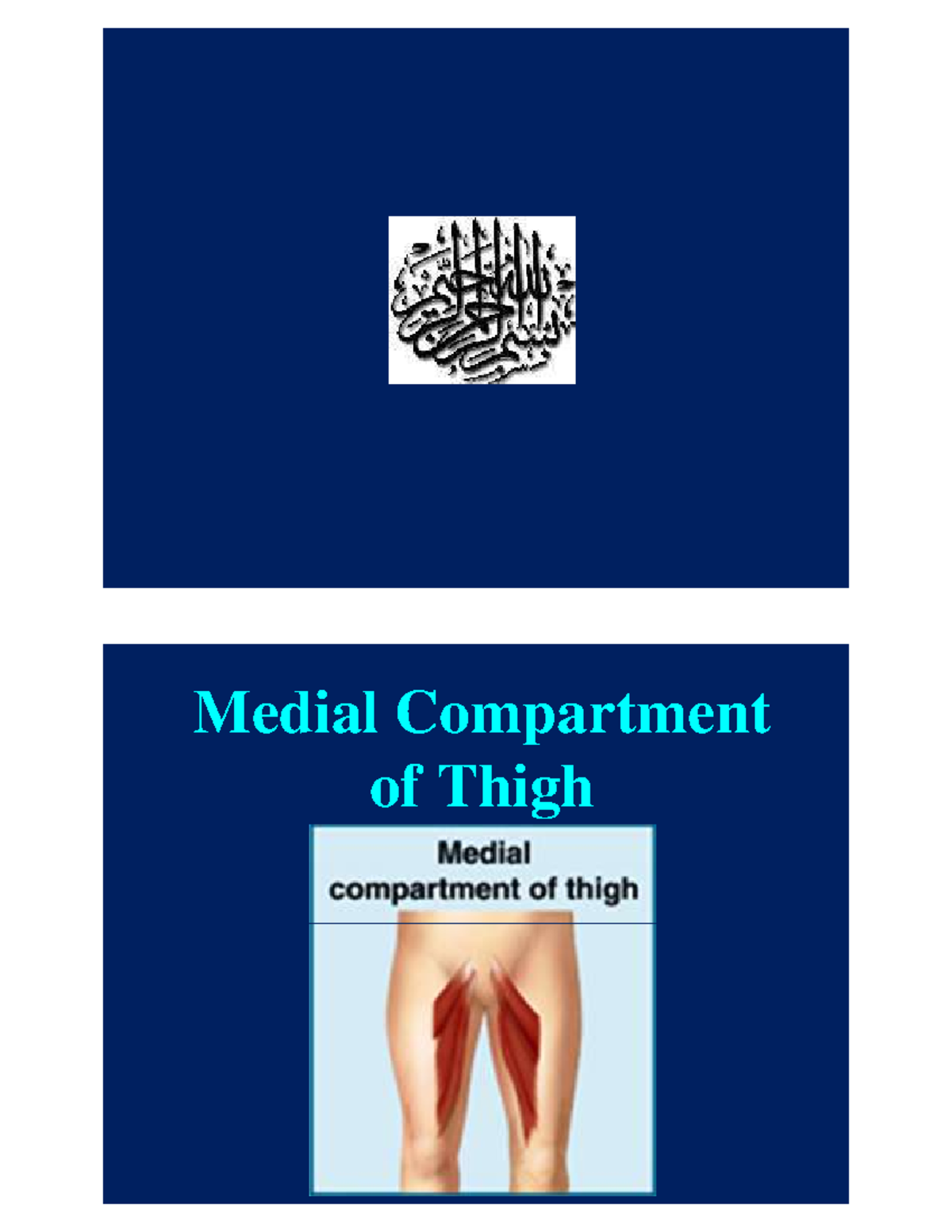 Medial Compartment of Thigh Medial Compartment of Thigh Contents of