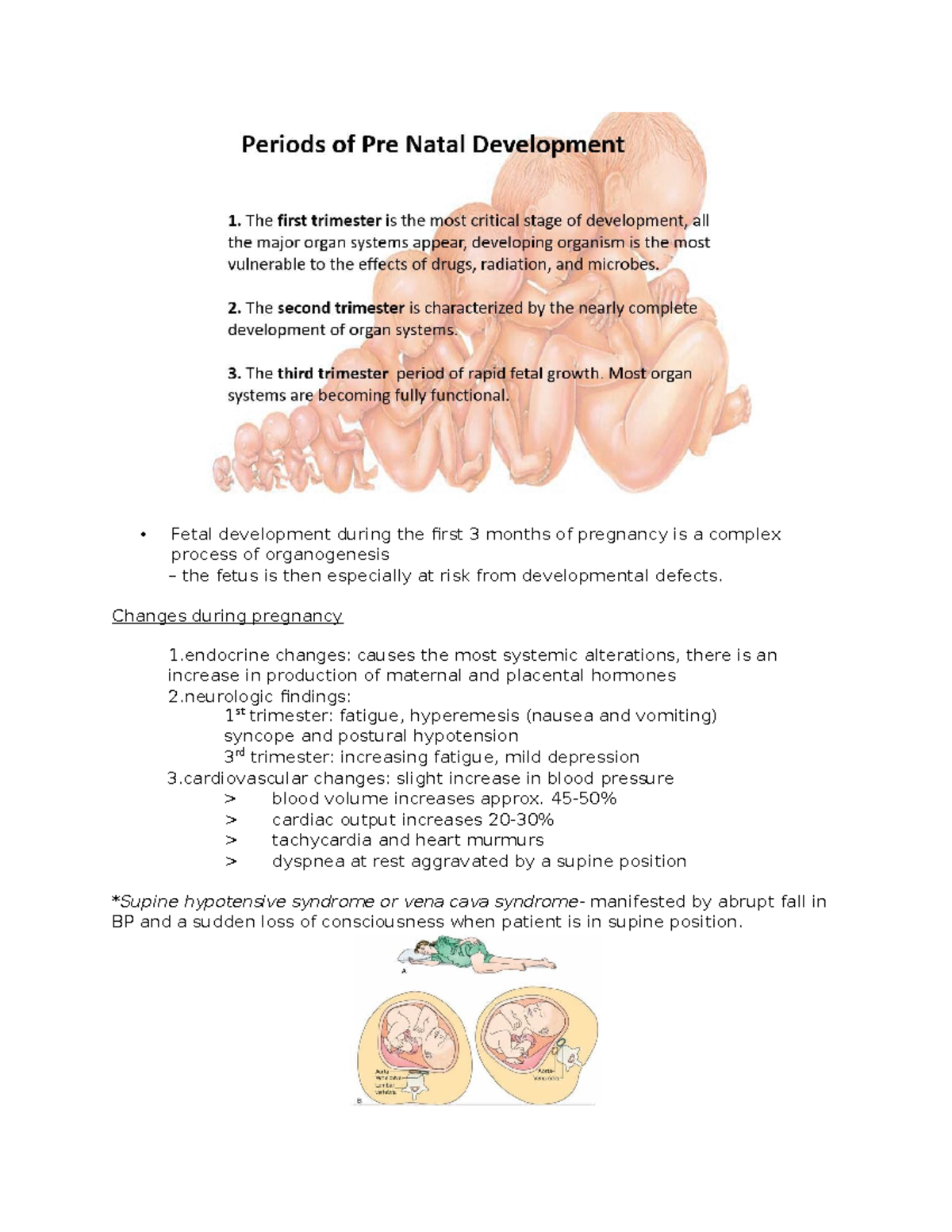 m5-lesson-1-and-2-fetal-development-during-the-first-3-months-of