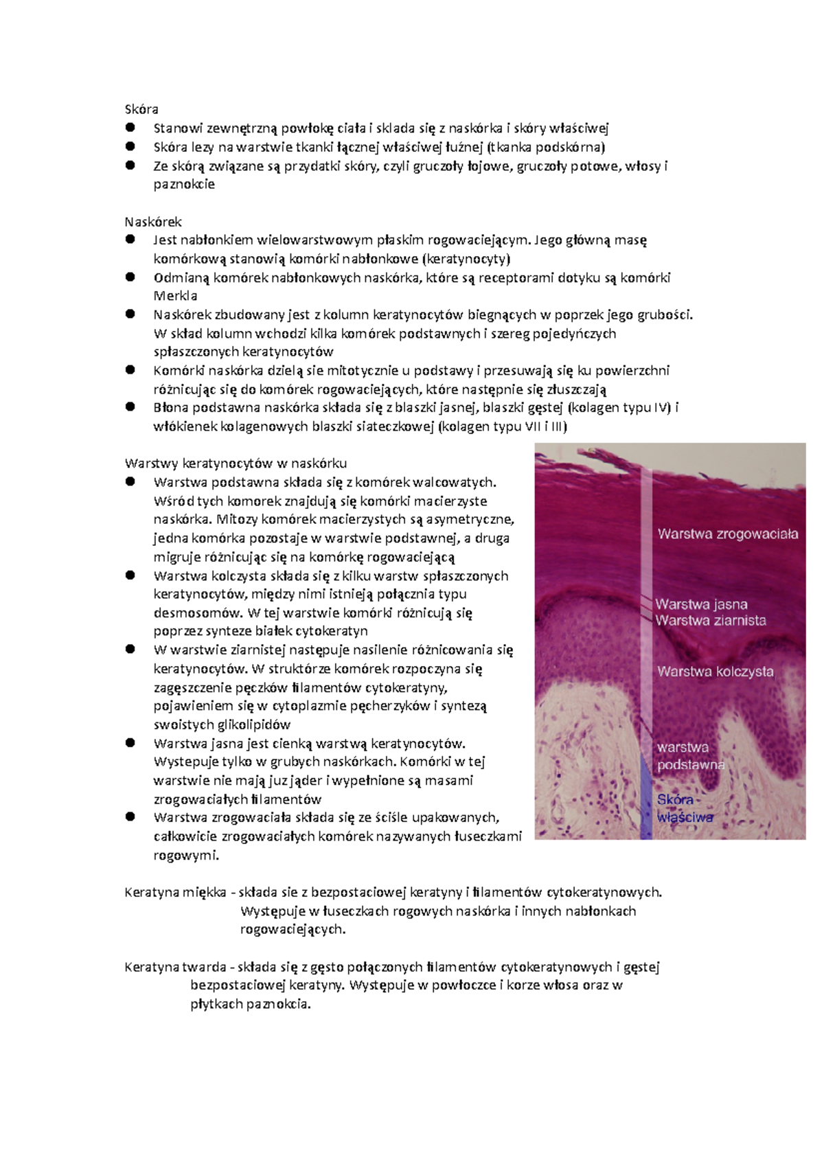 Budowa I Funkcje Skóry Notatka Skóra budowa i funkcje - Skóra Stanowi zewnętrzną powłokę ciała i
