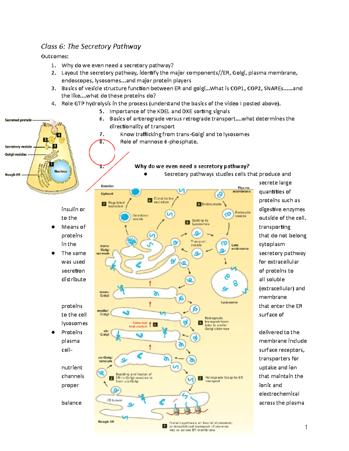 Class 6 The Secretory Pathway - Class 6: The Secretory Pathway Outcomes ...