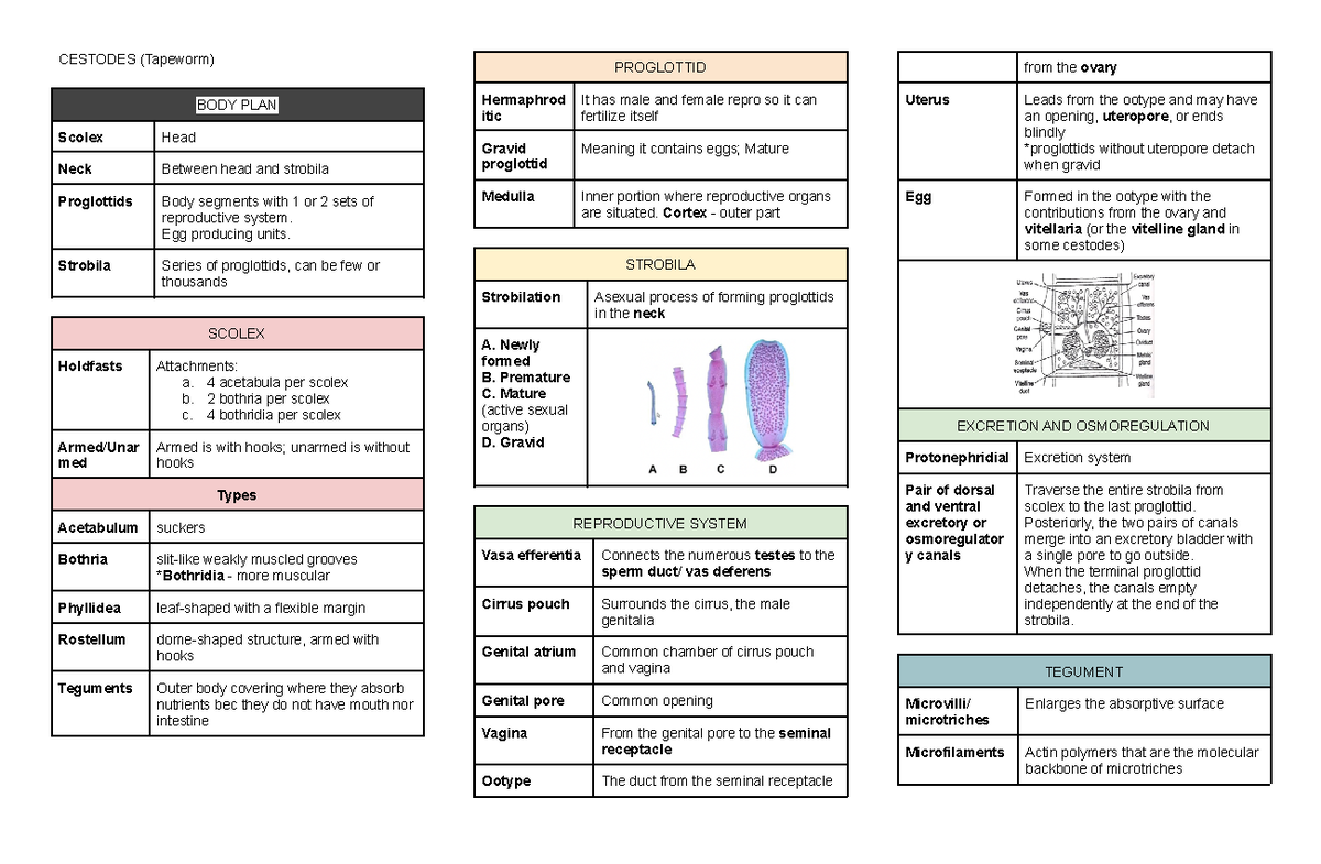 Summary notes in Parasitology Soil helminths (Cestodes) CESTODES (Tapeworm) BODY PLAN Scolex