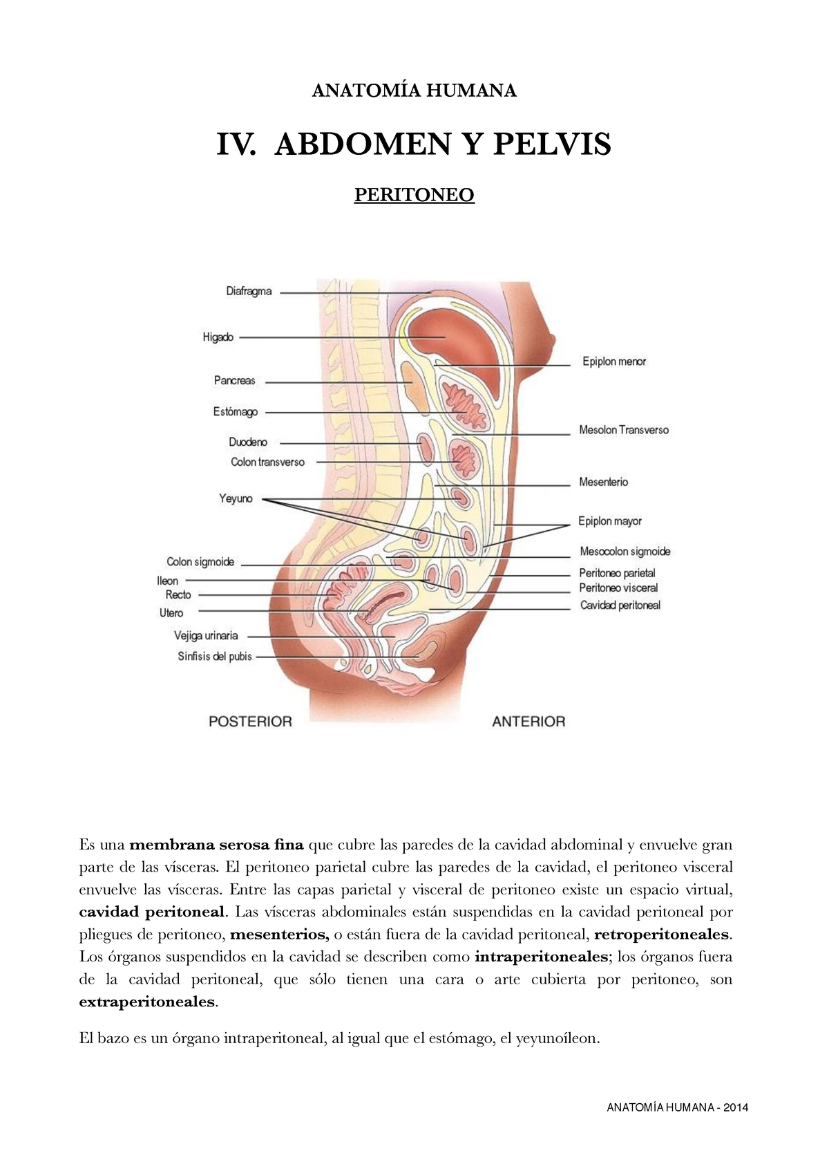 peritoneo visceral vs peritoneo parietal