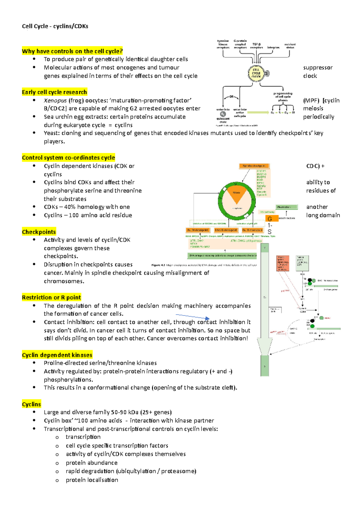Cell Cycle and cyclins CDKs - Cell Cycle - cyclins/CDKs Why have ...