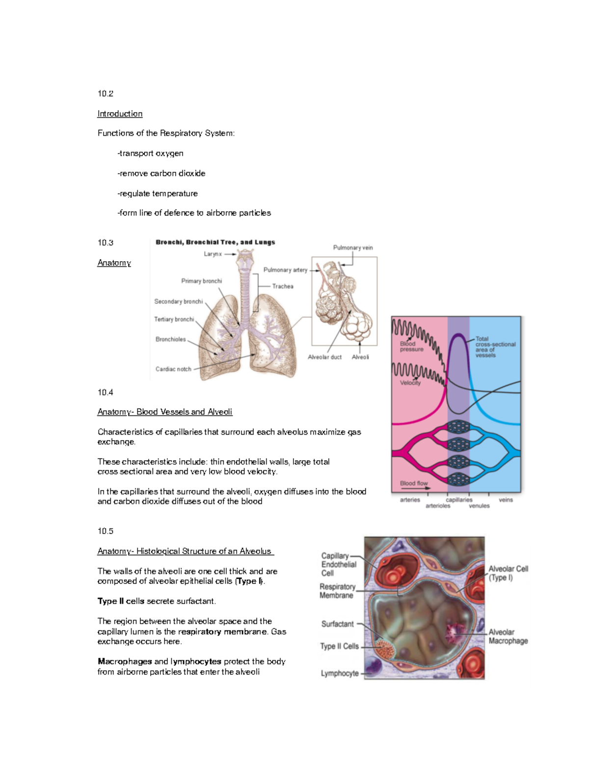 Module 10 Respiratory System - Introduction Functions Of The 